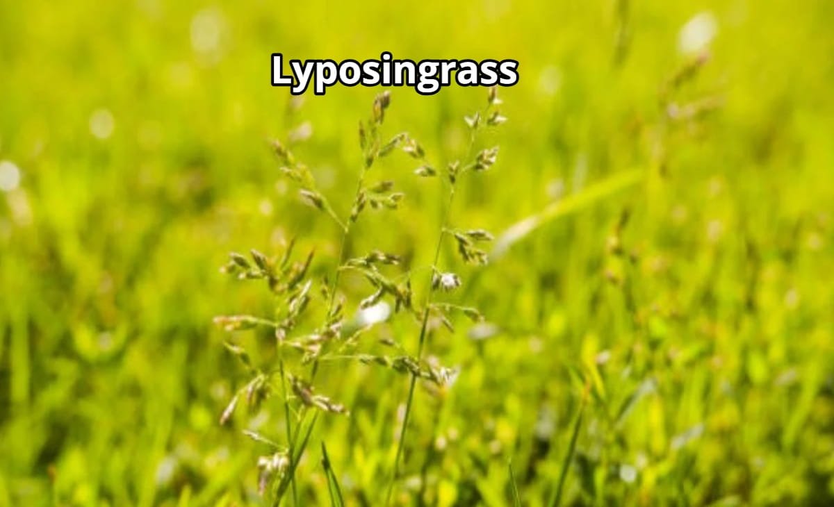 Lyposingrass